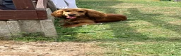Cocker Spaniel dogs for stud: Stunning golden sable cocker spaniel for STUD in Sheerness - Advert 3
