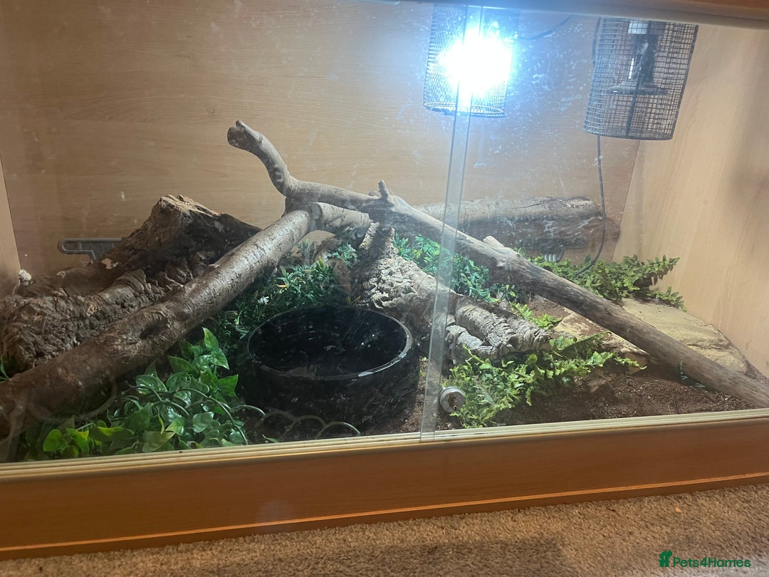 Boa Snake reptiles for sale: Hog island boa  - Image 3