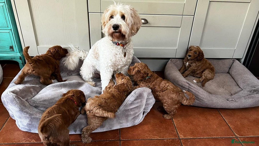 Australian Labradoodle dogs for stud: Proven extensively health tested gorgeous stud - Image 6