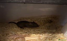 Gerbil rodents for sale: Two Gerbils for Sales  - Image 2