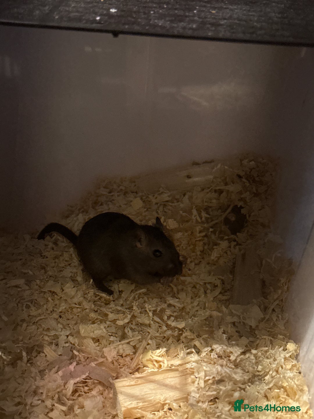 Gerbil rodents for sale: Two Gerbils for Sales  - Image 2