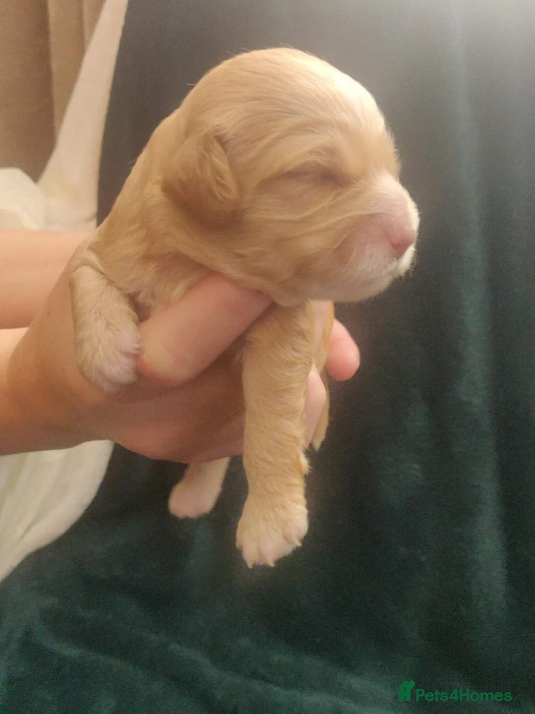 Australian Labradoodle dogs for sale: F2 F2 Miniature Australian Labradoodle Puppies - Advert 7