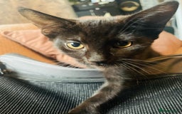Mixed Breed cats for sale: Beutiful kittens for sale - Image 22