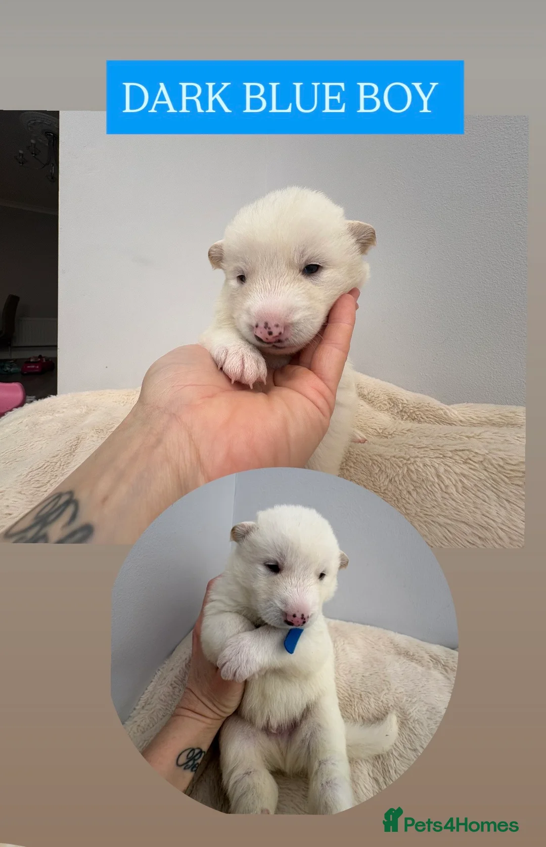 Shepsky dogs for sale: STUNNING SHEPSKY PUPPIES! - Advert 1