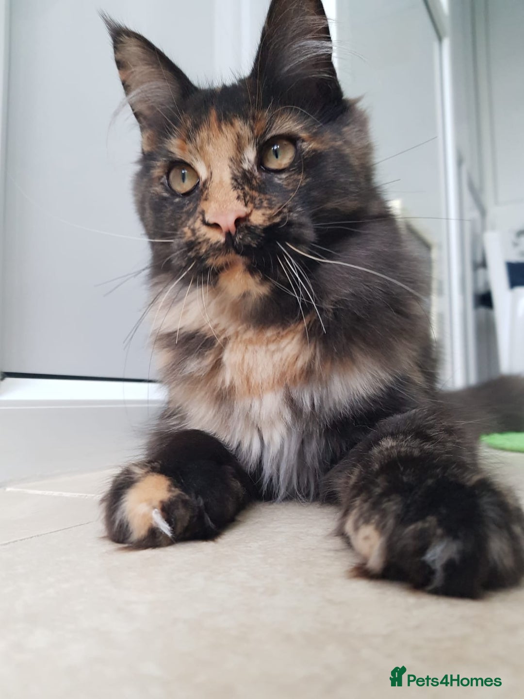 Maine Coon cats for sale: Beautiful Maine coon girl - Advert 2