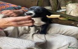 Border Collie dogs for sale: 4 x Female / 3 x Male Blue Merle & B/W Collies - Image 6