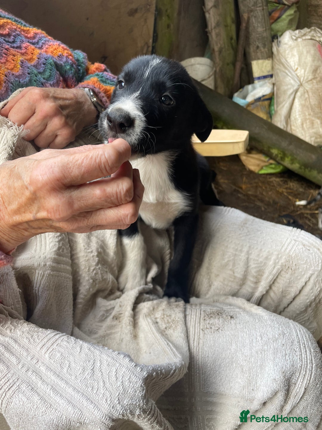 Border Collie dogs for sale: 4 x Female / 3 x Male Blue Merle & B/W Collies - Image 6