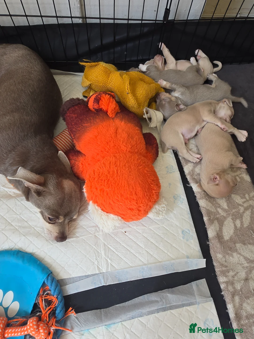Chihuahua dogs for sale: Cute Chihuahua Crew Looking 4 Their 4ever Humans  in Hounslow - Advert 1