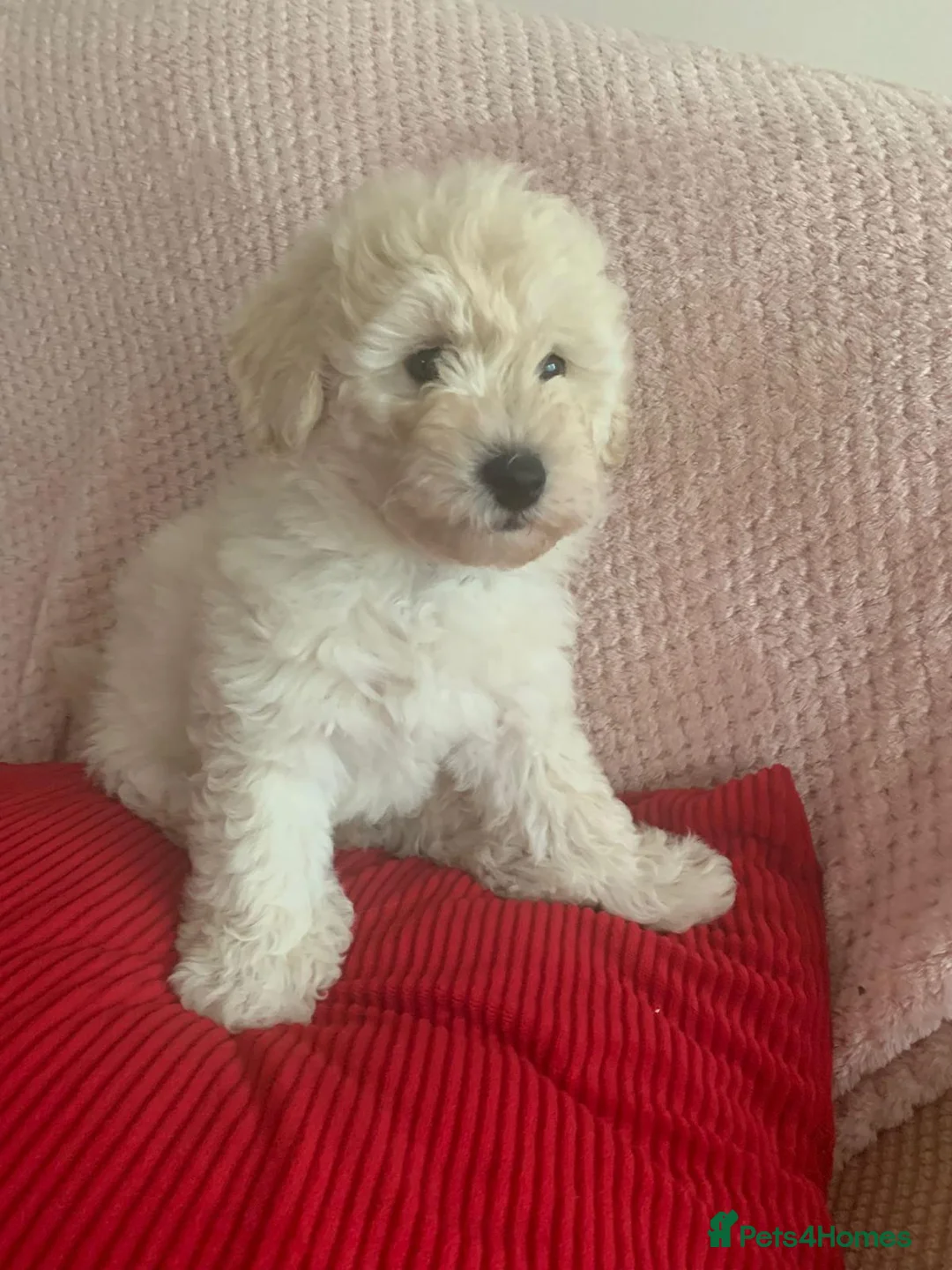 Bichon Frise dogs for stud: Bichon Frise for stud in Milton Keynes - Advert 18