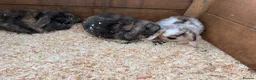 Mini Lion Lop rabbits for sale: Mini lop girls  - Advert 2