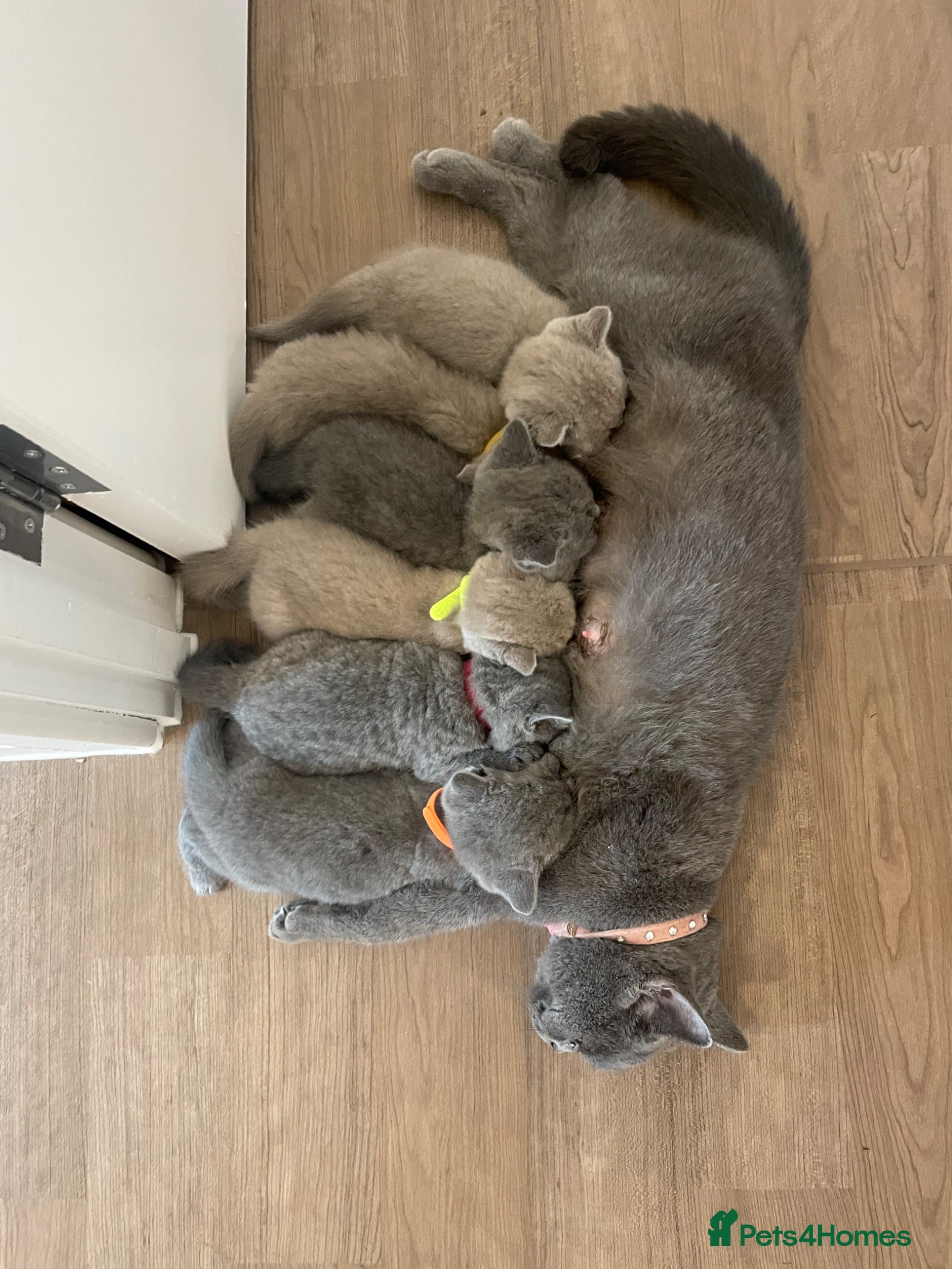 British Shorthair cats Pedigree British shorthair kittens  - Advert 2