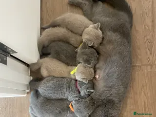British Shorthair cats Pedigree British shorthair kittens - Advert 1