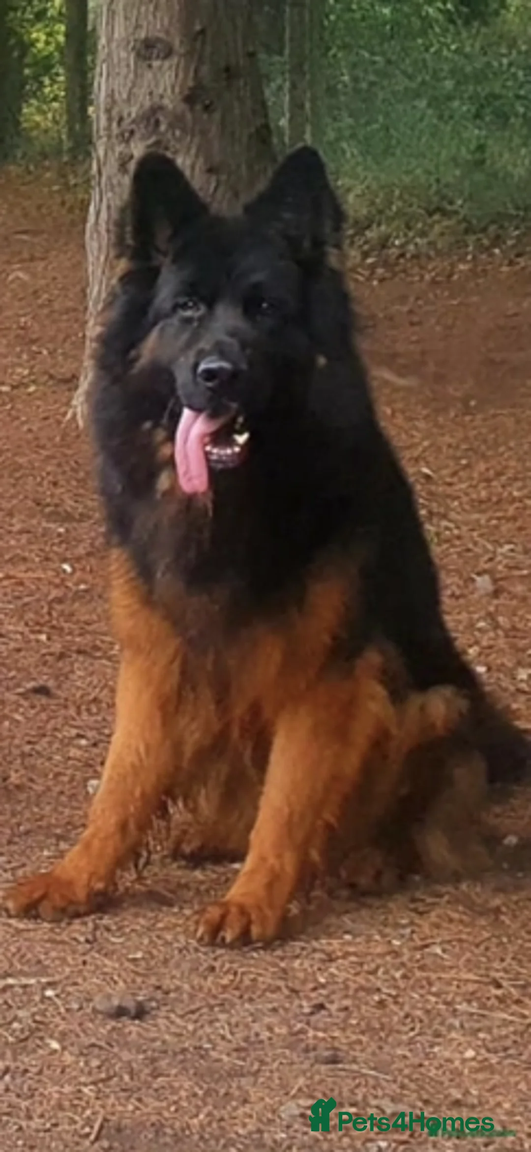 German Shepherd dogs for stud: German Shepherd Long Haired *Stud* - Advert 5