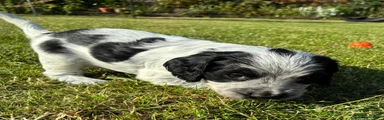 Sprocker Puppy 3