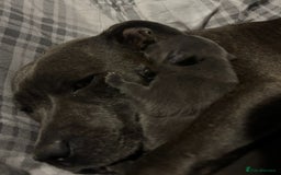Staffordshire Bull Terrier dogs for sale: KC Registered Blue Staffordshire bull terrier - Image 12