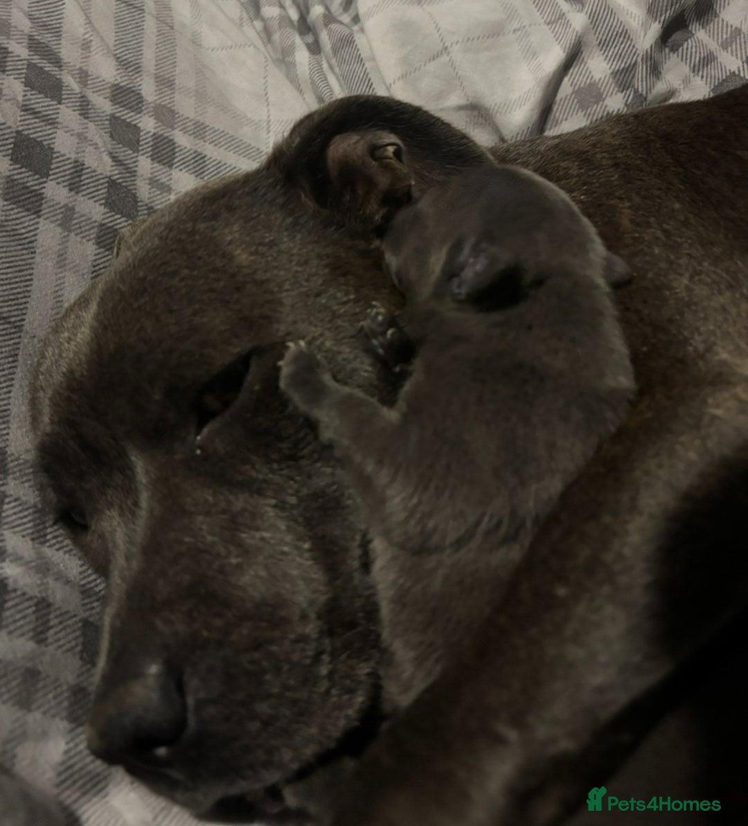 Staffordshire Bull Terrier dogs for sale: KC Registered Blue Staffordshire bull terrier - Image 12