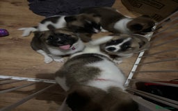 Akita dogs for sale: 5 Beautiful akita puppies in Willenhall - Image 25