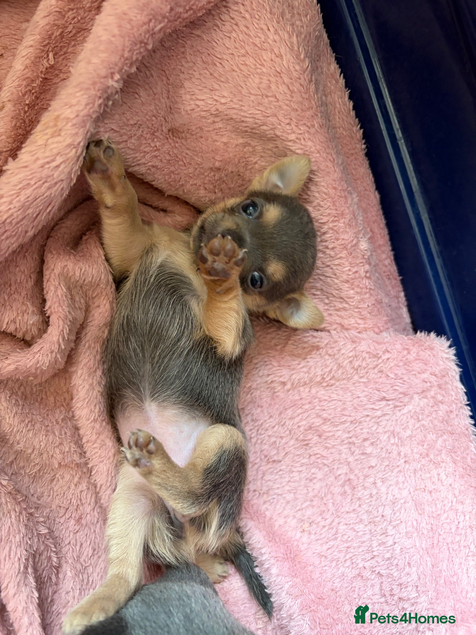 Chihuahua dogs 2 female quality chi pups available  - Advert 14