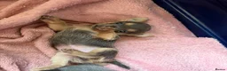 Chihuahua dogs for sale: 2 female quality chi pups available  - Advert 1