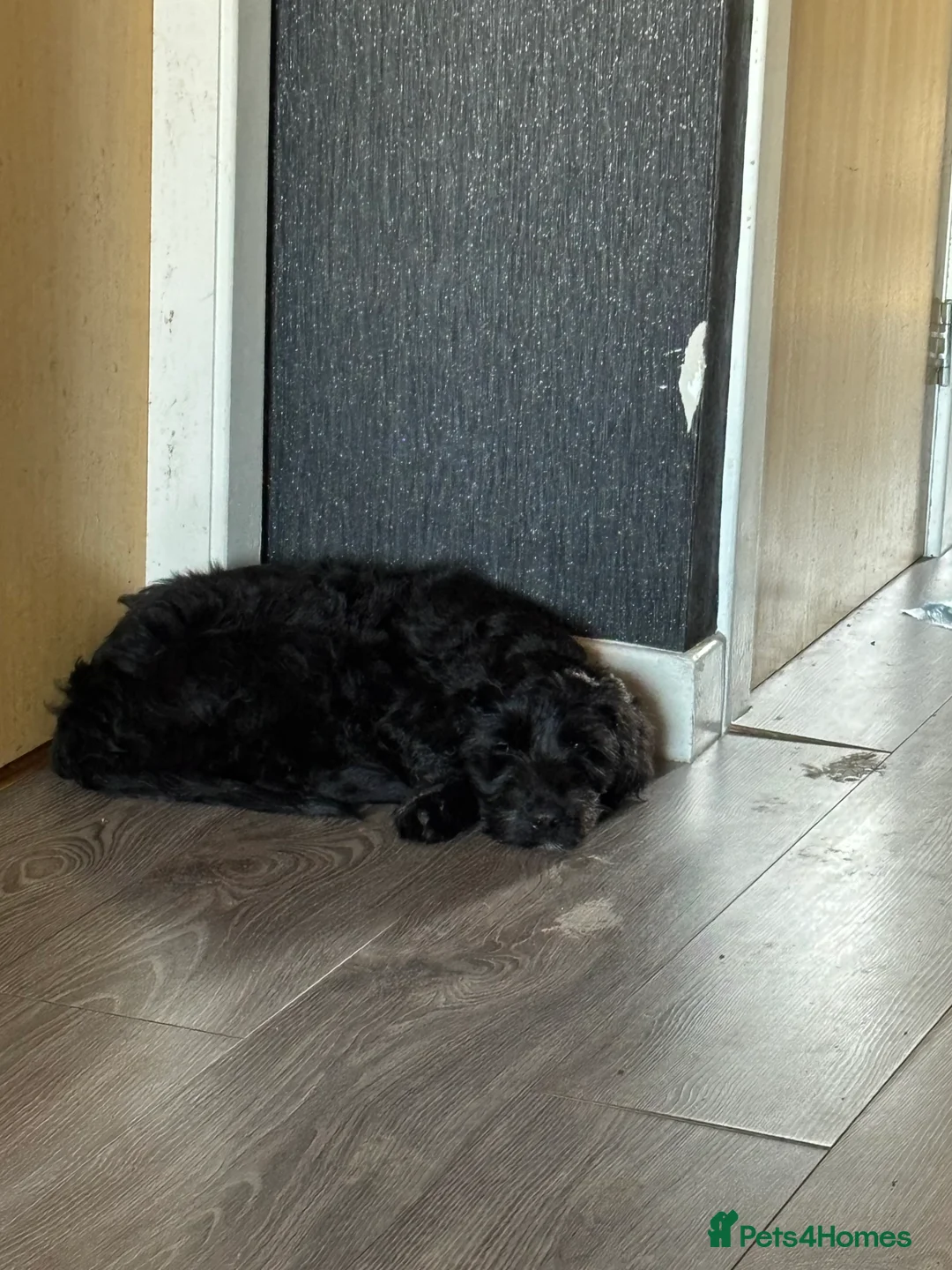 Labradoodle dogs for sale: 10 month old male labradoodle - Advert 8