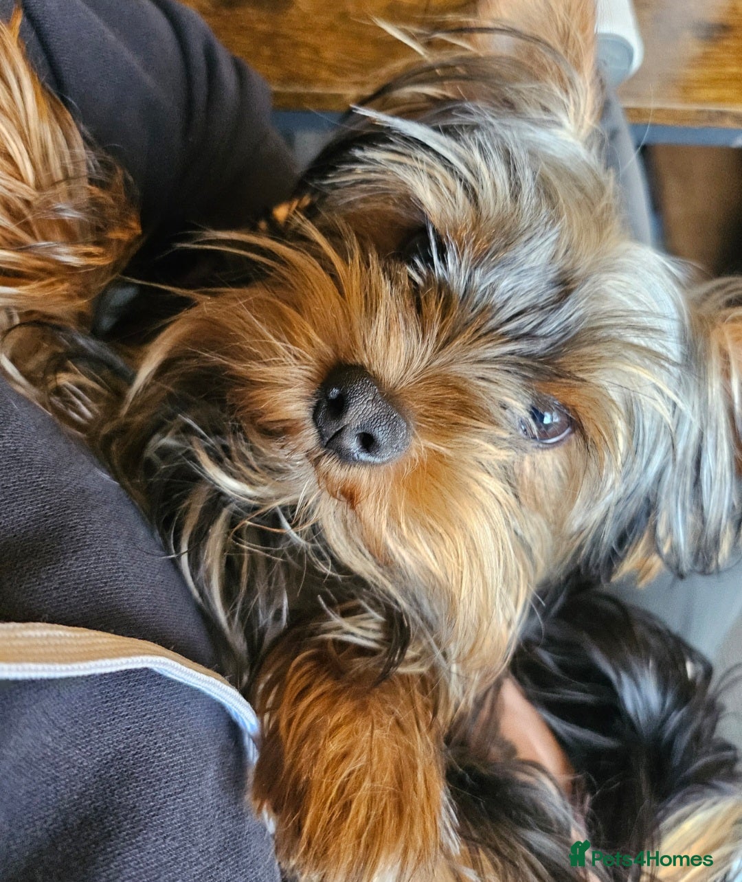 Yorkshire Terrier dogs Male yorkshire terrier - Advert 1