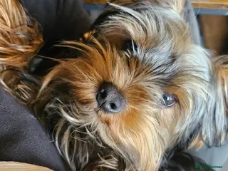 Yorkshire Terrier dogs Male yorkshire terrier - Advert 1