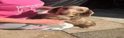 Miniature Dachshund dogs for sale: 1 year old L hair mini Isabella dapple Dachshund - Advert 7