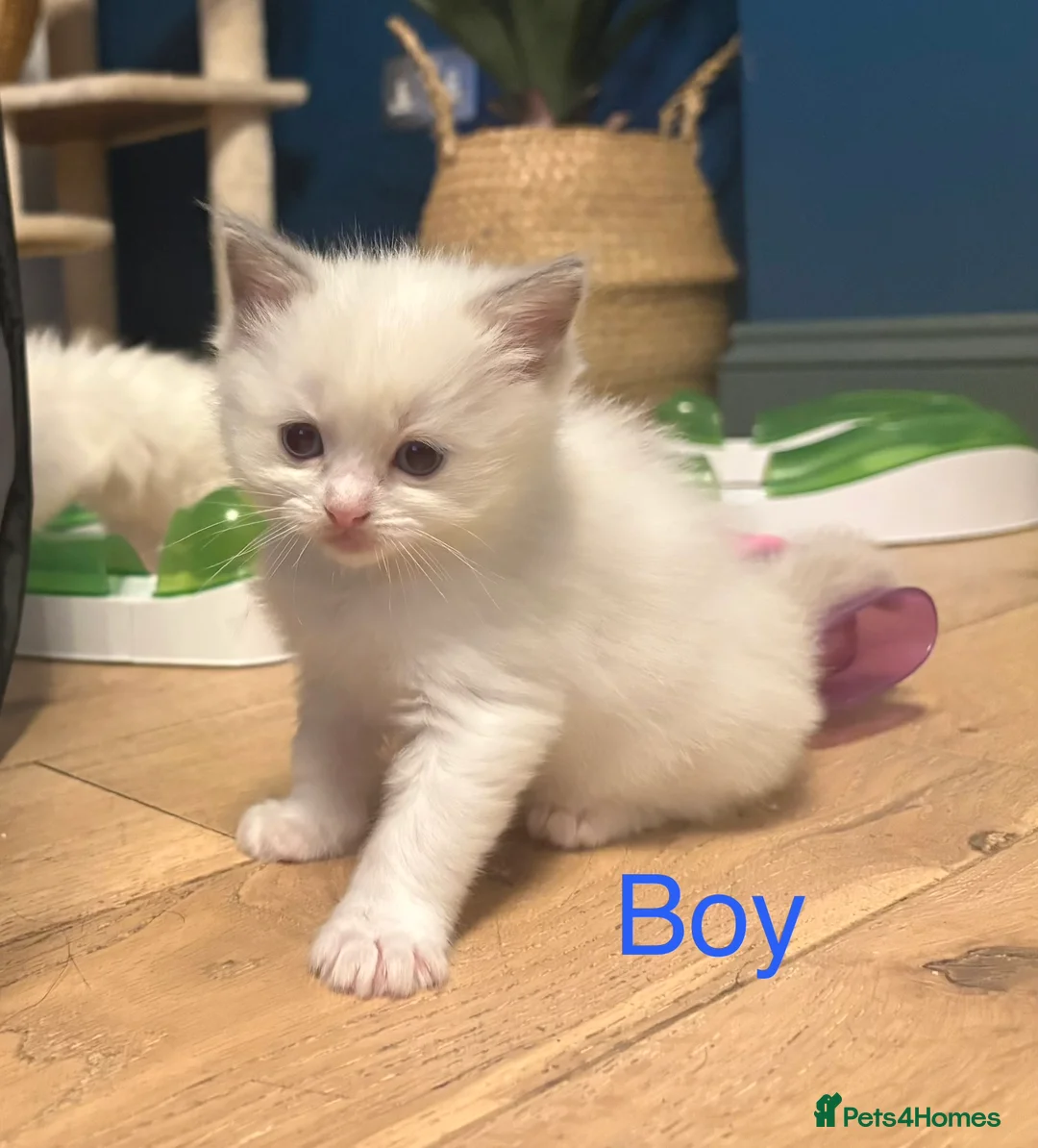 Ragdoll cats for sale: Pure Ragdoll Kittens in Colchester - Advert 1