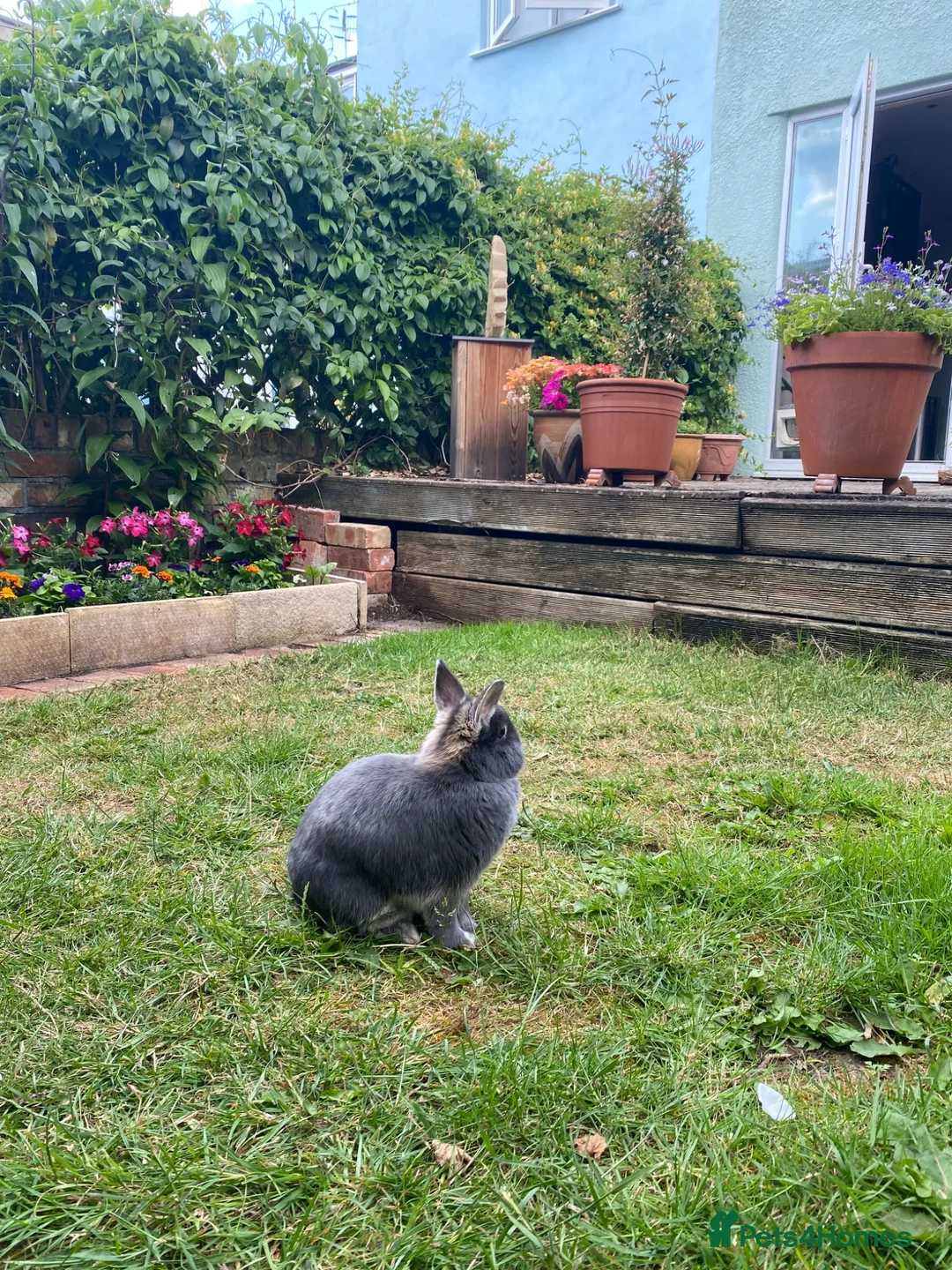 Netherland Dwarf rabbits for sale: Beautiful Blue Otter Netherland Dwarf Rabbit  - Advert 3
