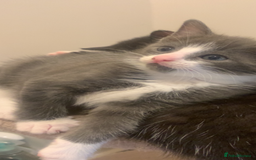 Mixed Breed cats for sale: Beautiful Grey girl  - Image 2