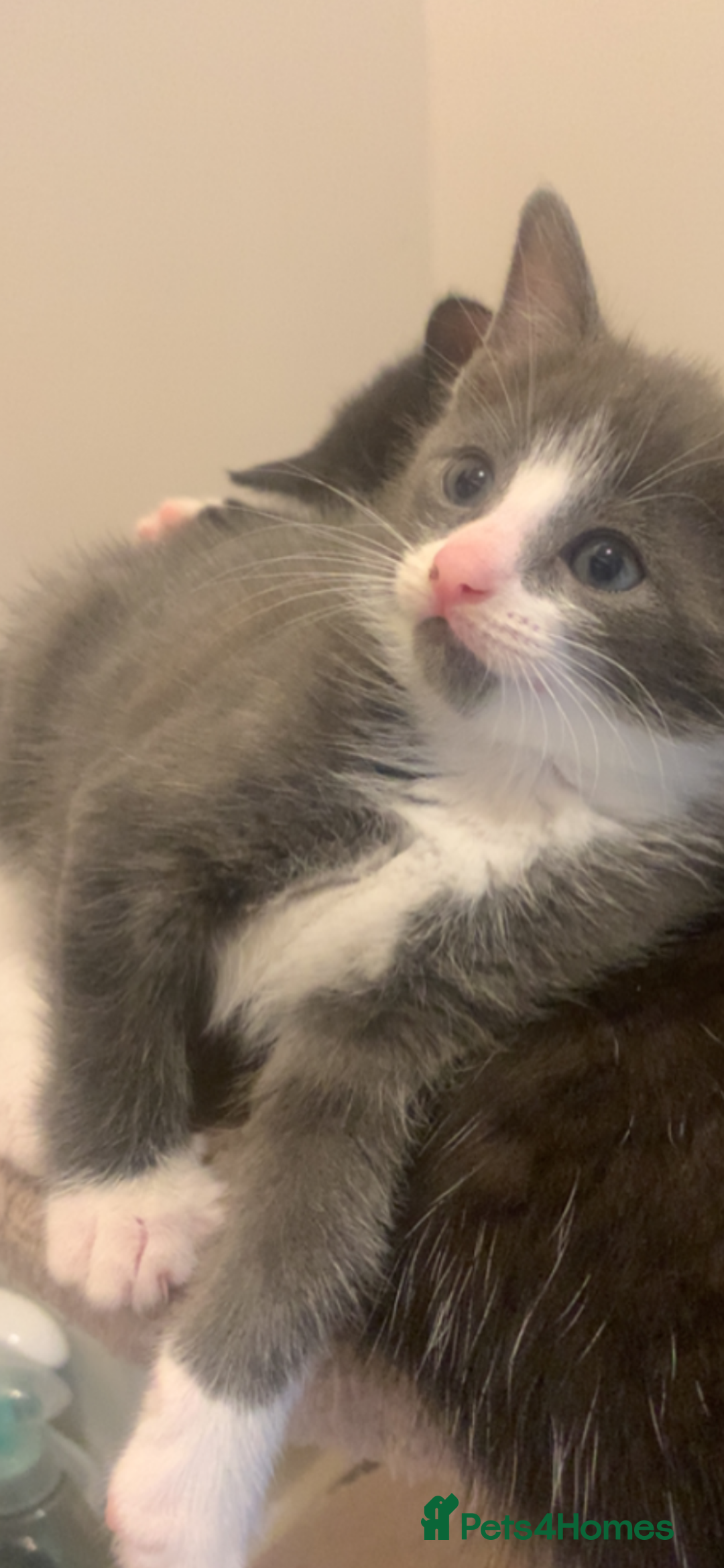 Mixed Breed cats for sale: Beautiful Grey girl  - Image 2