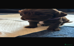 Sprocker dogs for sale: Sprocker Puppies - Image 4