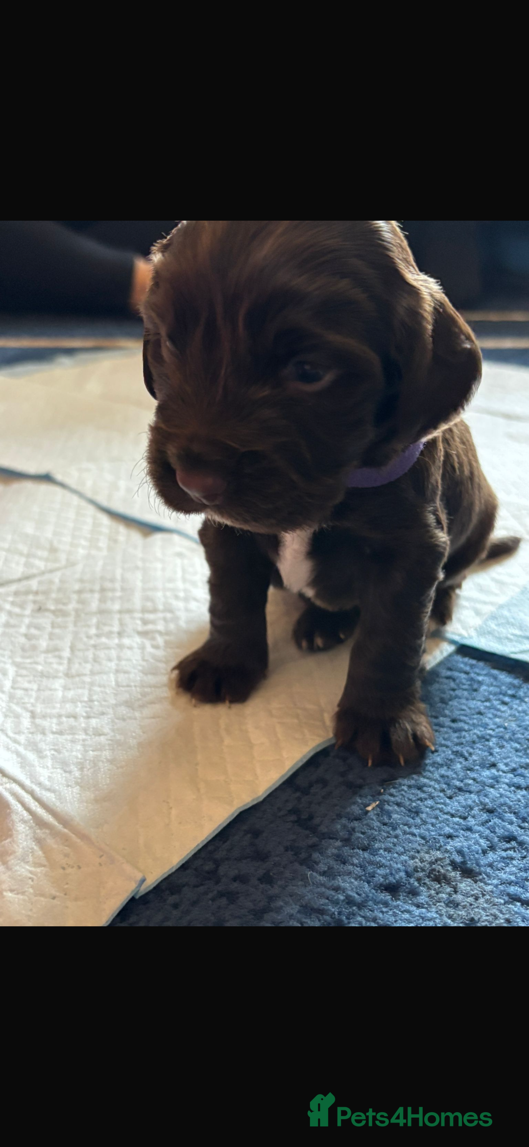Sprocker dogs for sale: Sprocker Puppies - Image 4
