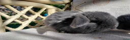 Mini Lop rabbits for sale: mini lops - Advert 9