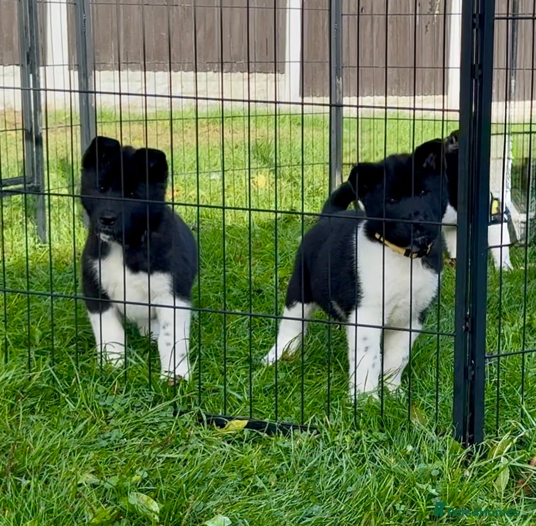 Akita dogs for sale: Quality KC Registered American Akita Puppies - Image 38