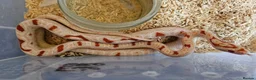 Corn Snake reptiles for sale: Various Corn Snakes for Sale - Advert 2
