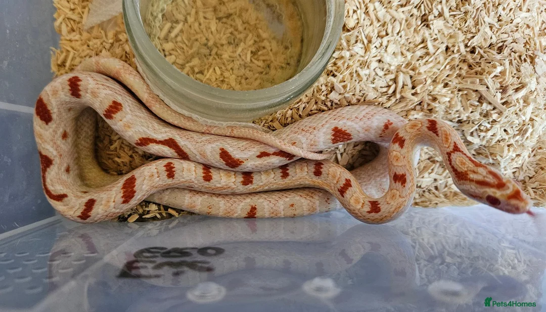 Corn Snake reptiles for sale: Various Corn Snakes for Sale - Advert 2