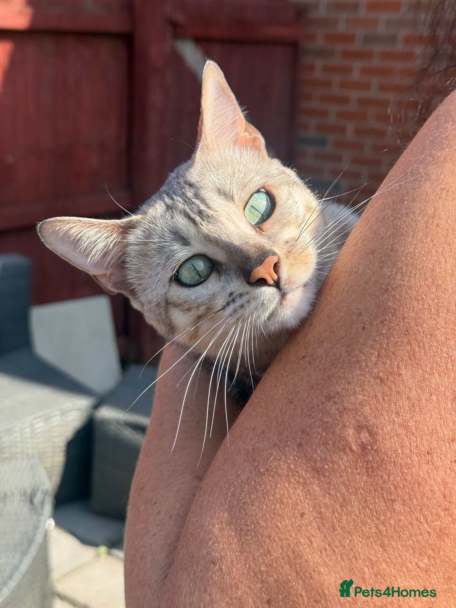Bengal cats Stunning Silver Bengal Queen Registered, Active  - Advert 2