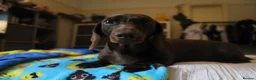 Miniature Dachshund dogs for sale: Two adult female Dachshunds  - Advert 4