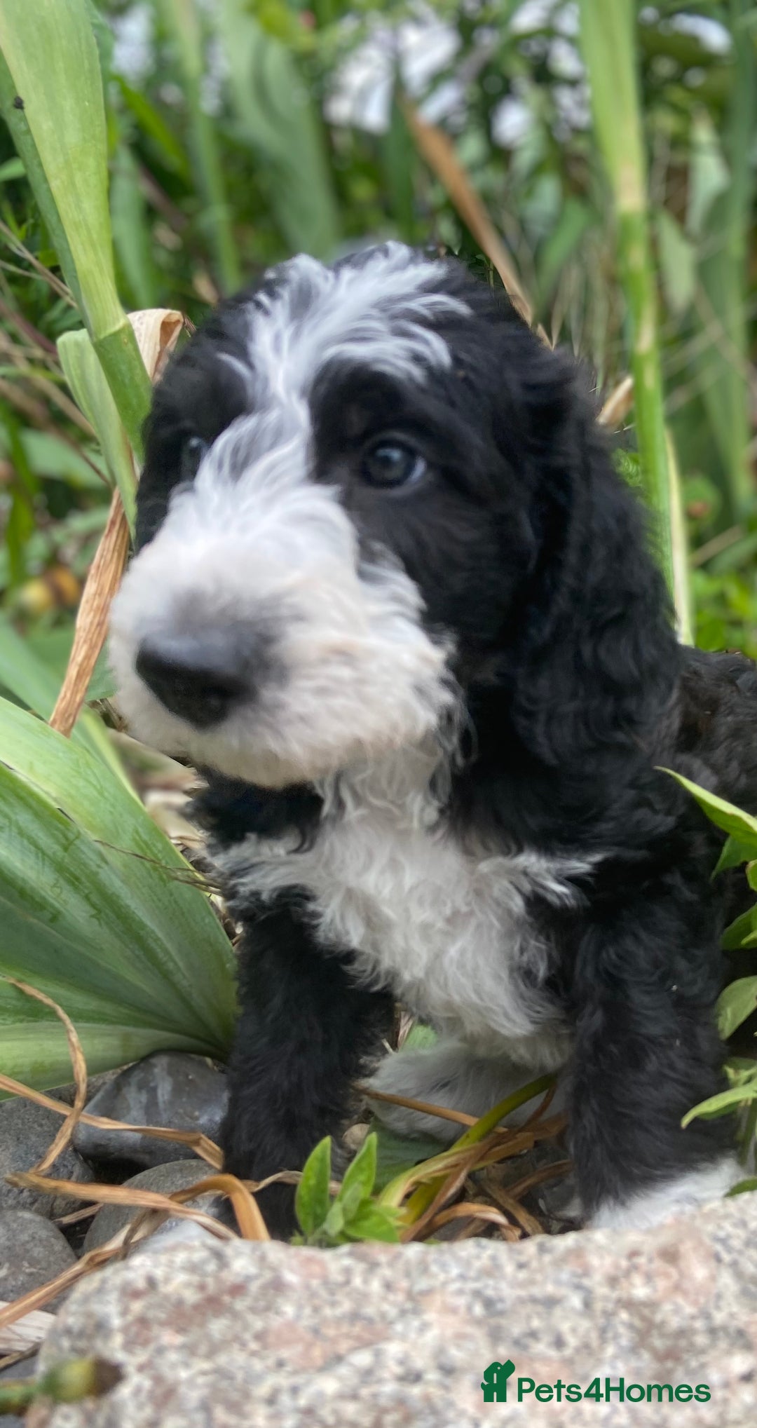 Mixed Breed dogs for sale: Poodle cross - Image 24