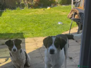 Mixed Breed dogs Charlie is looking for his home - Advert 1