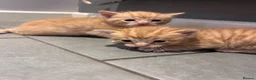 Mixed Breed cats for sale: Beautiful mixed litter for sale  - Advert 23