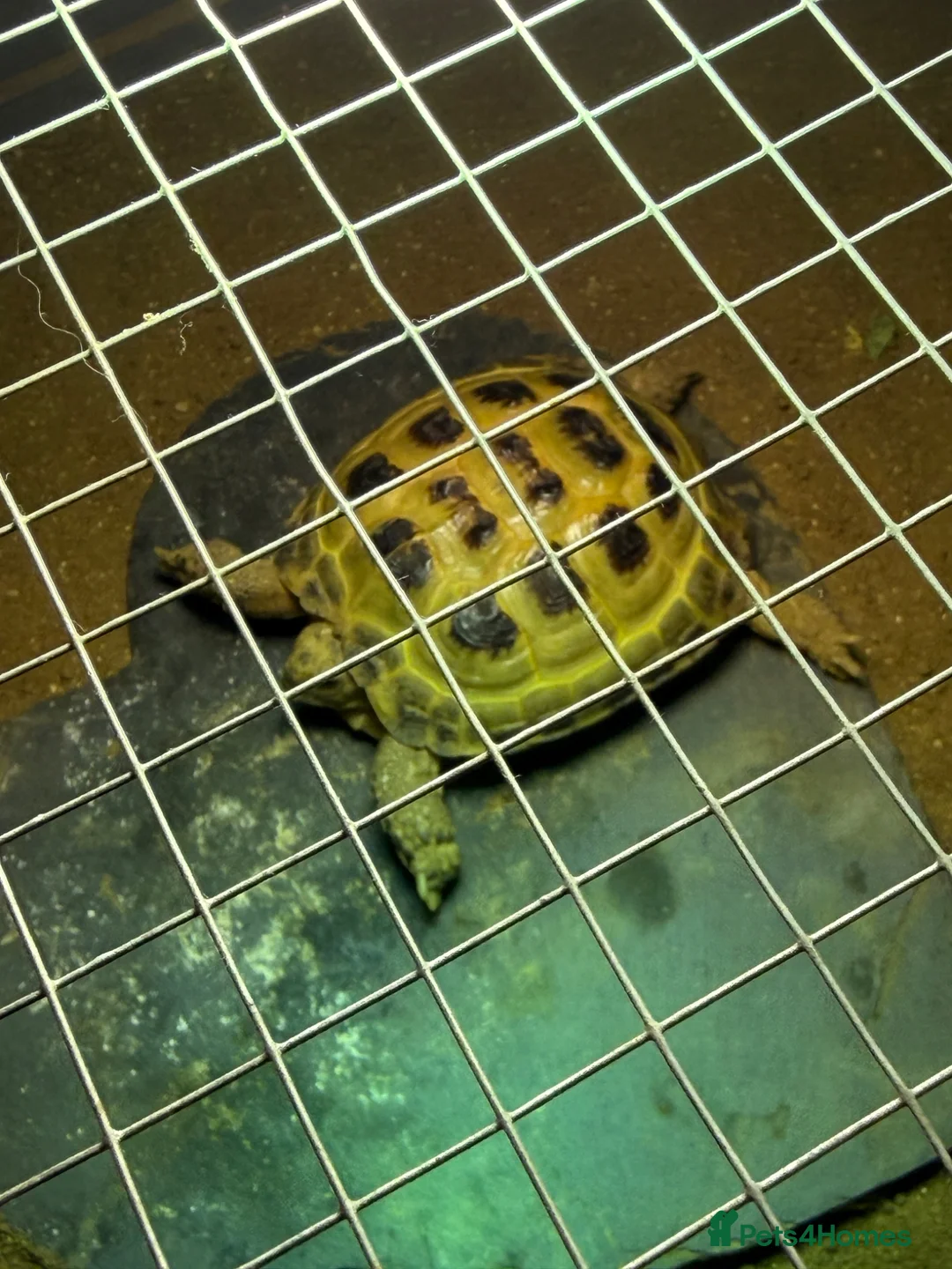 Tortoise reptiles for sale: Tortoise  in Denny - Advert 1