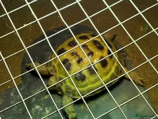 Tortoise reptiles Tortoise - Advert 1