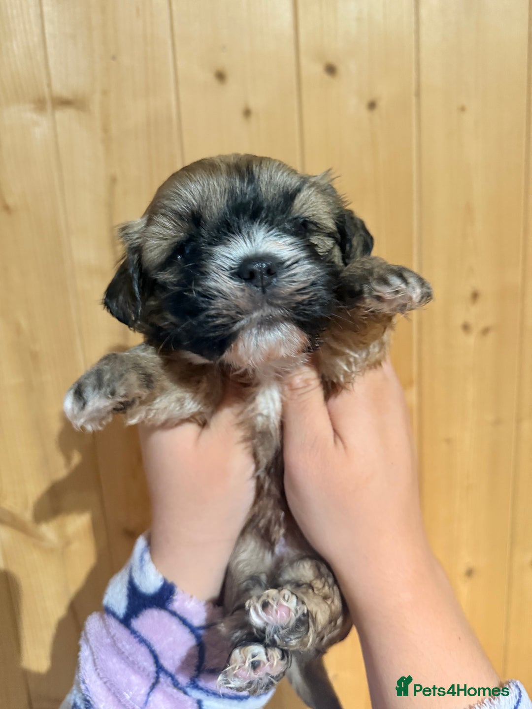 Shih Tzu dogs for sale: Shih tzu puppies  - Image 7