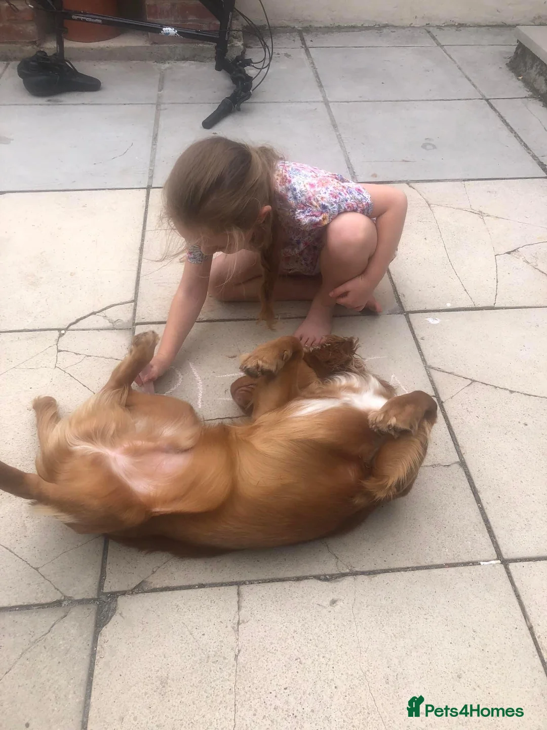 Cocker Spaniel dogs for stud: Health tested working cocker spaniel  in Devizes - Advert 12