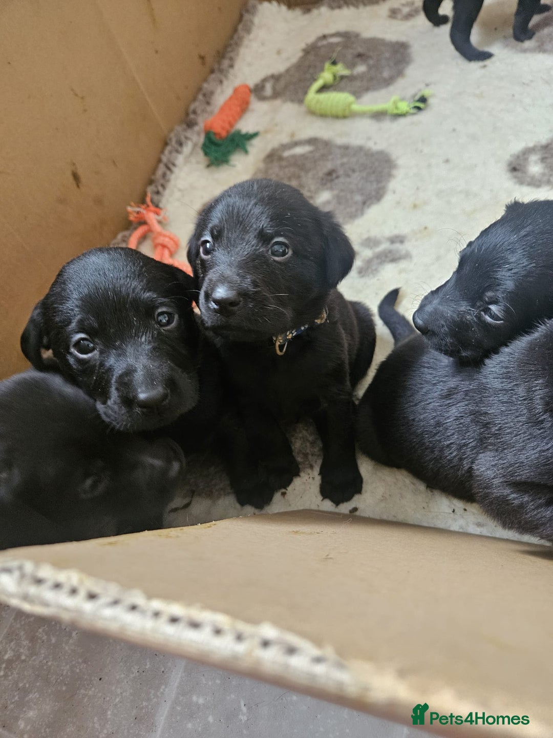 Labrador Retriever dogs for sale: Chunky Family Labrador Puppies  - Image 16