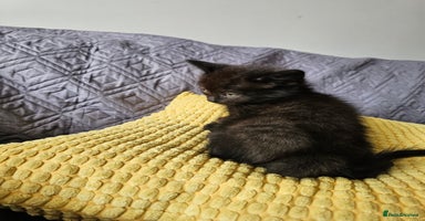 Mixed Breed cats - Advert 12