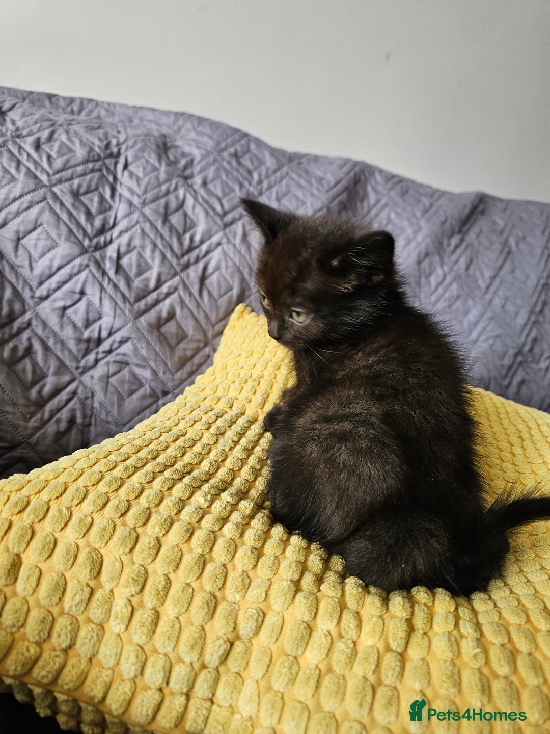 Mixed Breed cats for sale: Scottish Fold Kittens! Ready for loving home - Image 9