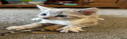 Bengal cats for sale: Snow lynx bengal  in Reading - Advert 5